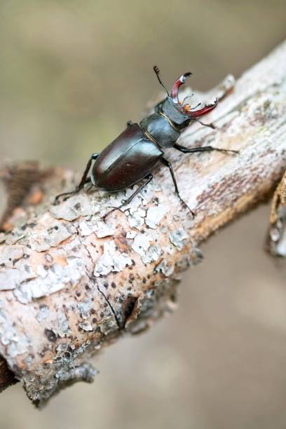 Stag beetle (Lucanus cervus), male sitting on deadwood, Essen, North Rhine-Westphalia, Germany