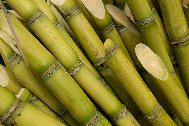 Free sugarcane Images, Pictures, and Royalty-Free Stock Photos ...