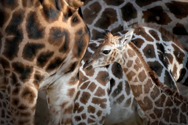GBR: Giraffe Born At Chester Zoo