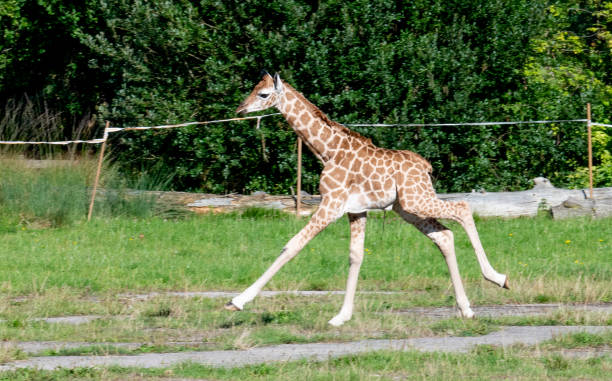 GBR: Baby Giraffe At Chester Zoo