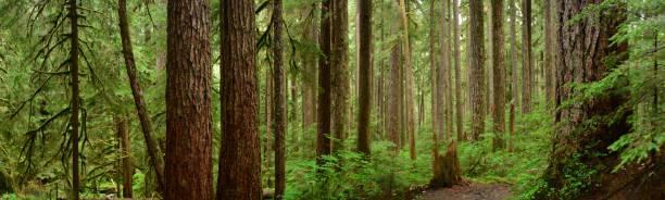 Stika Spruce forest.