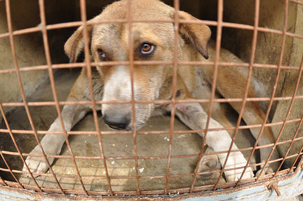 Stray dog sits behind bars in a kennel on March 19, 2019 in Srinagar, the summer capital of Indian administered Kashmir, India. Every year hundreds...