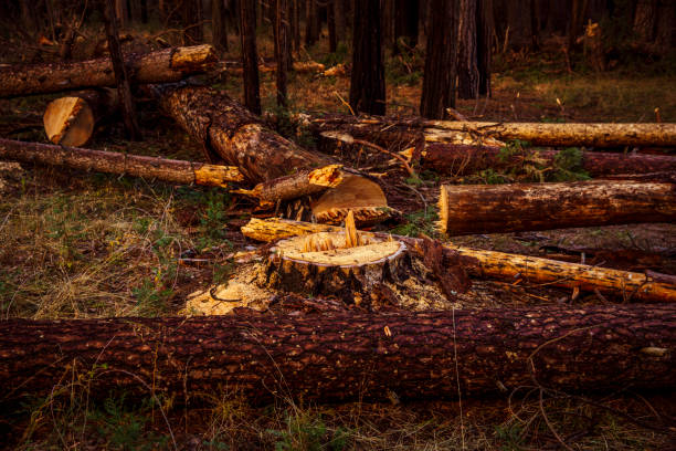 stump removal 