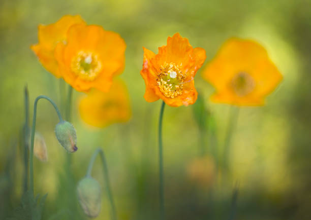 Summer Poppies,Close-up of yellow flowering plant on field