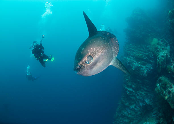 Sun fish and divers