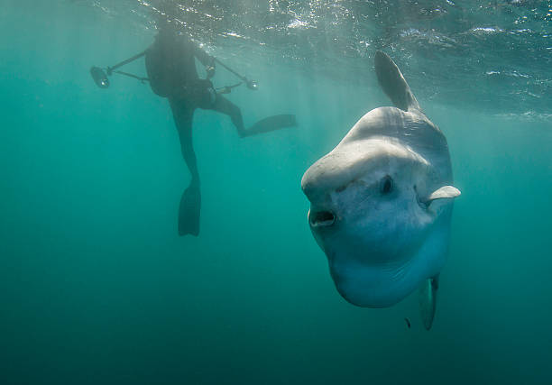 Sun Fish poses For Picture