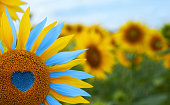 Sunflower with blue heart shaped center, yellow and blue petals. National flag colors. Love Ukraine concept