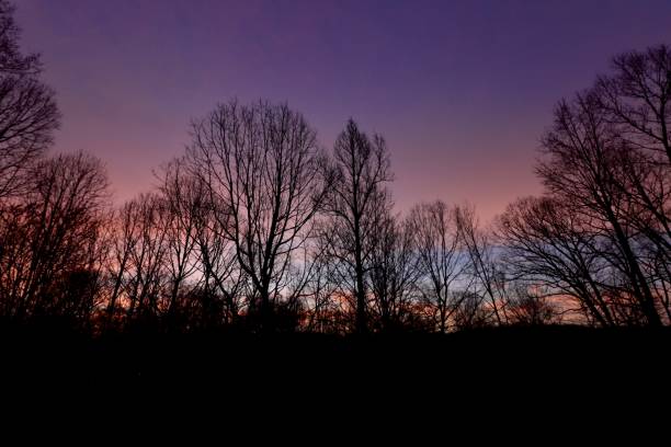 Sunrise through the Trees,Silhouette of bare trees against sky at sunset