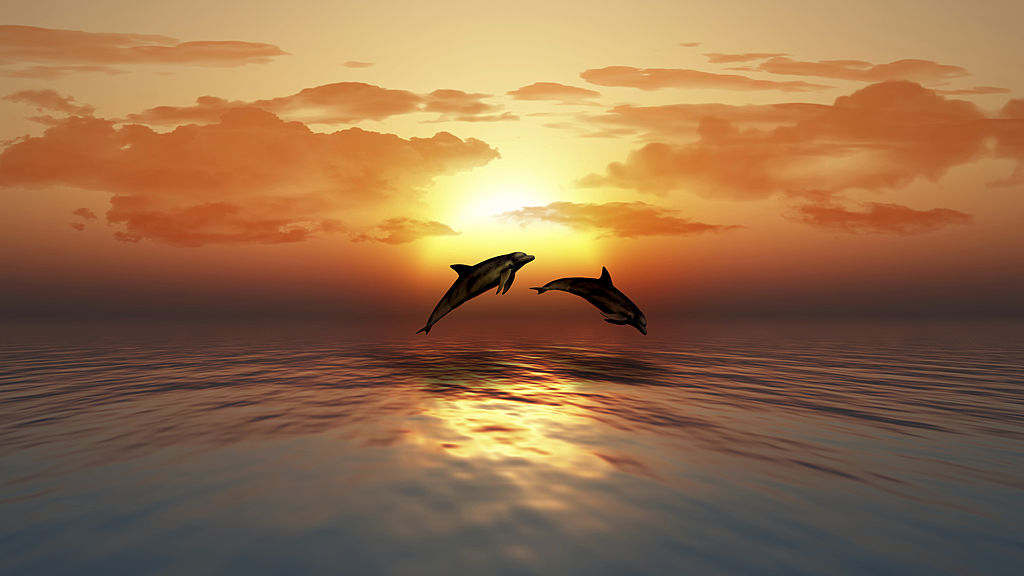 Dolphins at Sunset