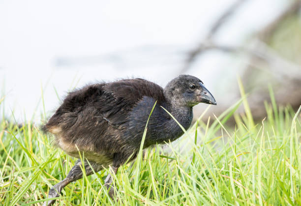 Swamphen chick