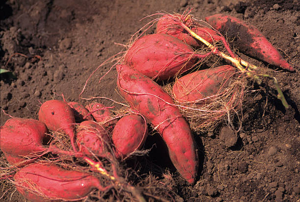 sweet potato in soil - さつまいも　畑 ストックフォトと画像