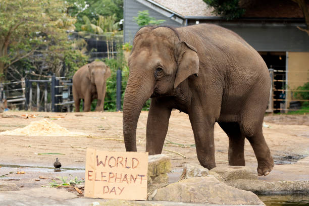 AUS: Taronga Zoo Marks World Elephant Day