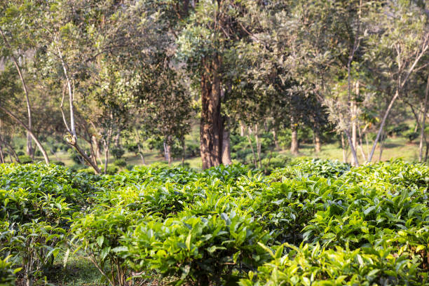 THA: Inside a Tea Plantation In Chiang Mai