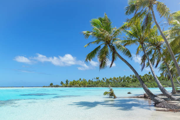 teahatea fakarava francés polinesia atolón playa - polinesia francesa fotografías e imágenes de stock