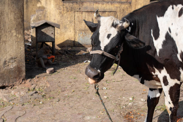 tethered cow, jaipur, india - cows cruelty stock pictures, royalty-free photos & images