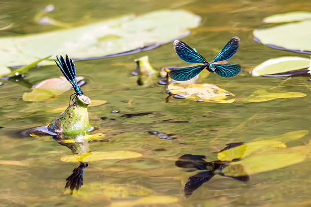 Image result for a demoiselle rising from water