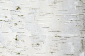 The birch bark texture or background