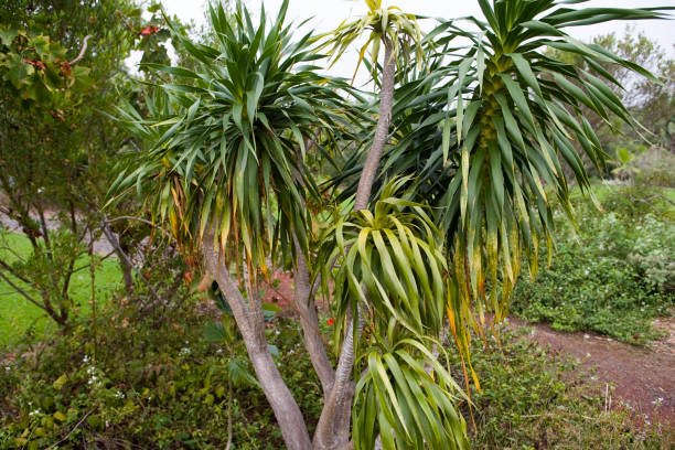 The endangered hala pepe (Pleomele hawaiiensis), a sacred endemic hula plant, Greenwell Ethnobotanical Gardens, Kona Coast.