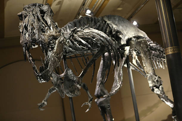 Tristan The Tyrannosaurus Rex Presentation In Berlin Photos and Images | Getty Images