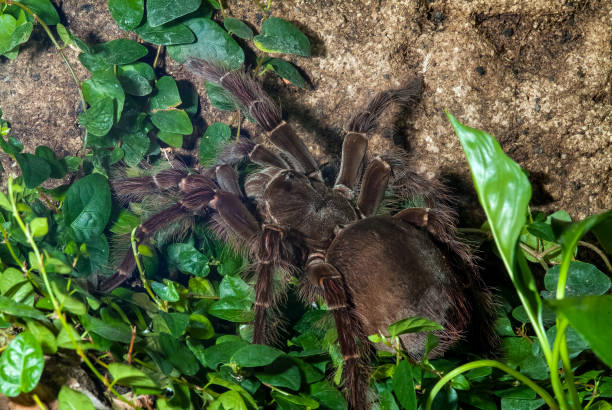 theraphosa blondi – goliath birdeater tarantula spider - goliath birdeater spider stock pictures, royalty-free photos & images