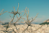 thorns plant dried land global warming