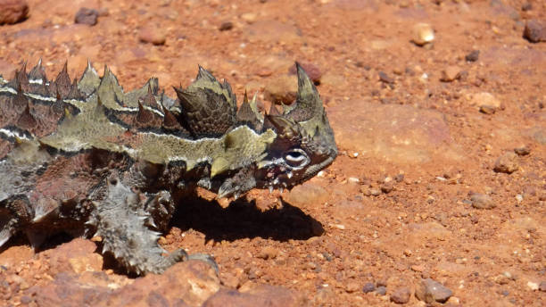 thorny devil lizard - thorny dragon lizard stock pictures, royalty-free photos & images
