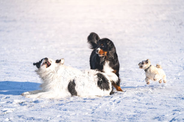 Three dogs are playing in the snow