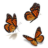 three monarch butterfly