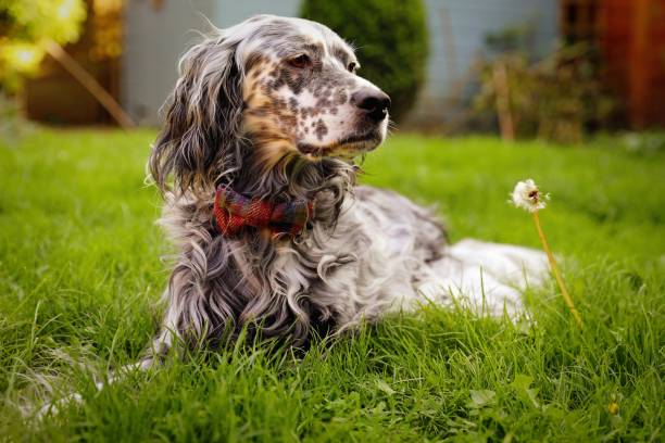Cheapest dog breeds UK | UK की सबसे सस्ती कुत्तों की नस्लें