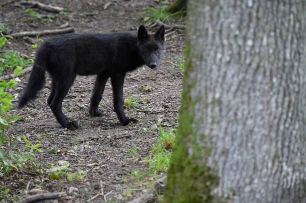 Three-month-old Canadian timber wolf is seen at Sainte-Croix the animal park on July 29 in Rhodes, northeastern France.