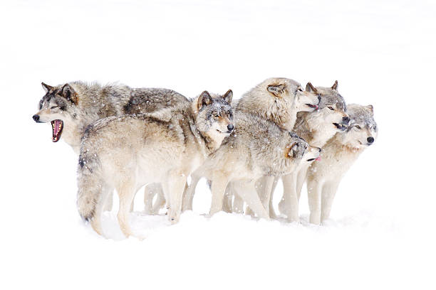 timber wolf family - wolves stock pictures, royalty-free photos & images