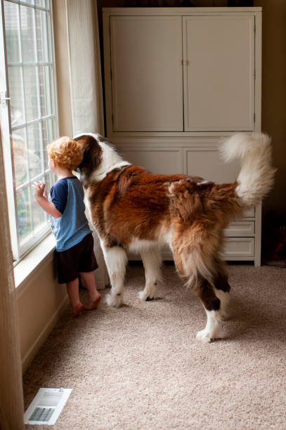 toddler boy looking out the window with his large st bernard dog picture