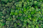 Top down aerial view of deciduous trees in forest