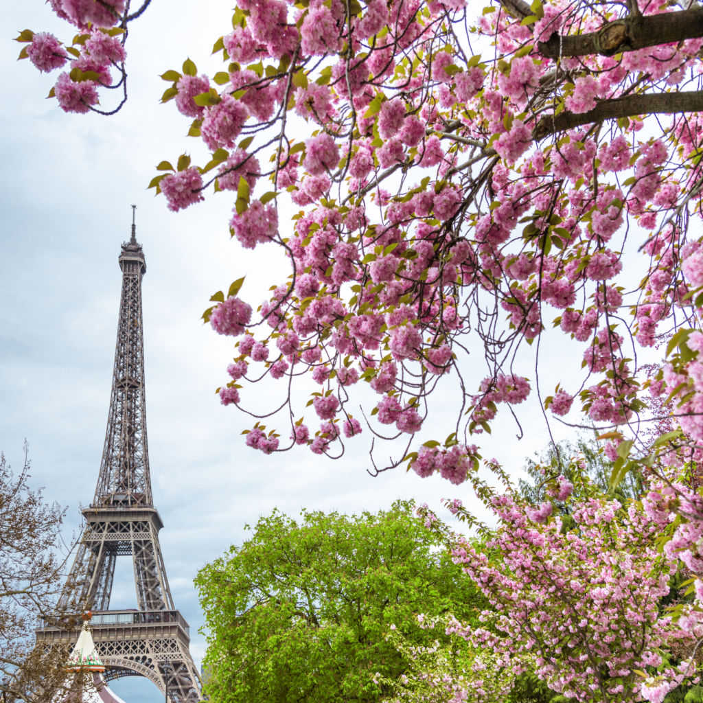 View of Eiffel Tower Through Trees