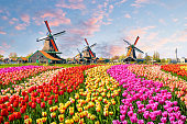 Traditional dutch windmills and houses near the canal in Zaanstad village, Zaanse Schans, Netherlands, Europe