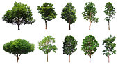 Tree collection, Beautiful large, tropical tree set suitable for use in design or decoration