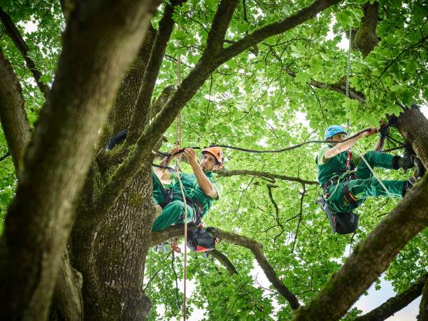 level 5 arborist