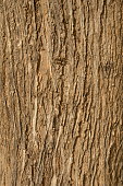 natural pattern tree log