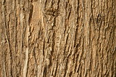 abstract background natural pattern tree log