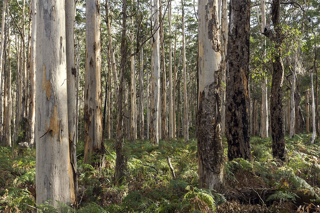Trees in the Margaret River