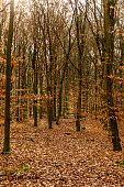 trees rucphense forests netherlands this is