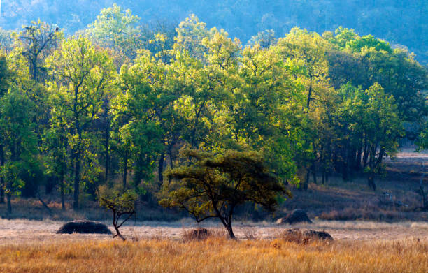 bandhavgarh nationa park image