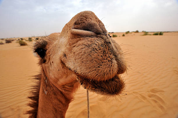 tuareg-camel-picture-id520433180