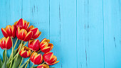 Tulip flower bunch, Mother's Day Design Concept - Beautiful Red, yellow bouquet isolated on blue wooden background, top view, flat lay, copy space