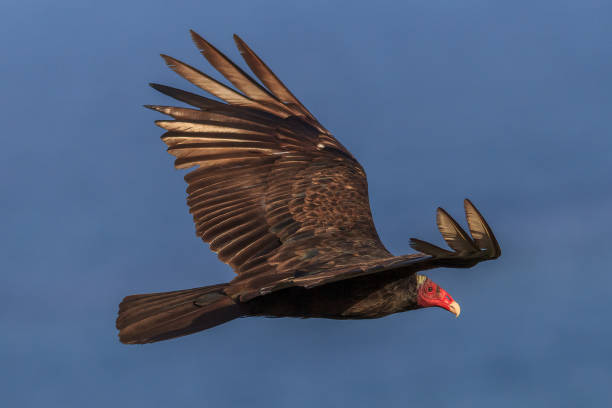 Turkey Vulture (Cathartes aura) flying over the sea