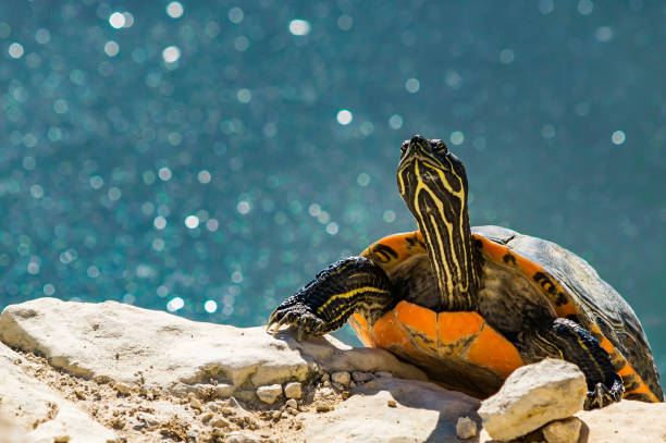 Turtle on seashore