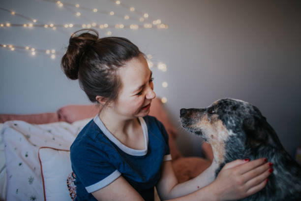 tween girl playing with her dog on her bed - australian cattle dogs with children stock pictures, royalty-free photos & images