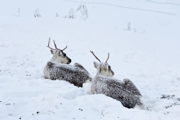 Two deer in the snow