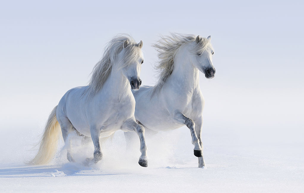 Two Galloping Snow-White Horses