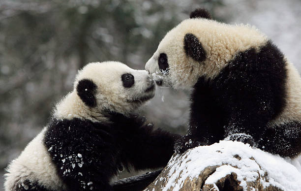 2005 ๋
2 ์ 21 ์ผ ์ค๊ตญ ์ฐ์ดจ์ฑ Wolong์์๋ Wolong Giant Panda Bear Research Center์์ ๋ ๋ง๋ฆฌ์ ์์ด์ธํธ ํ๋ค๊ฐ ๋ ์์์ ๋๊ณ ์์ต๋๋ค.